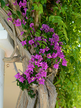 Flowers in the garden at La Calma holiday villa, Estepona
